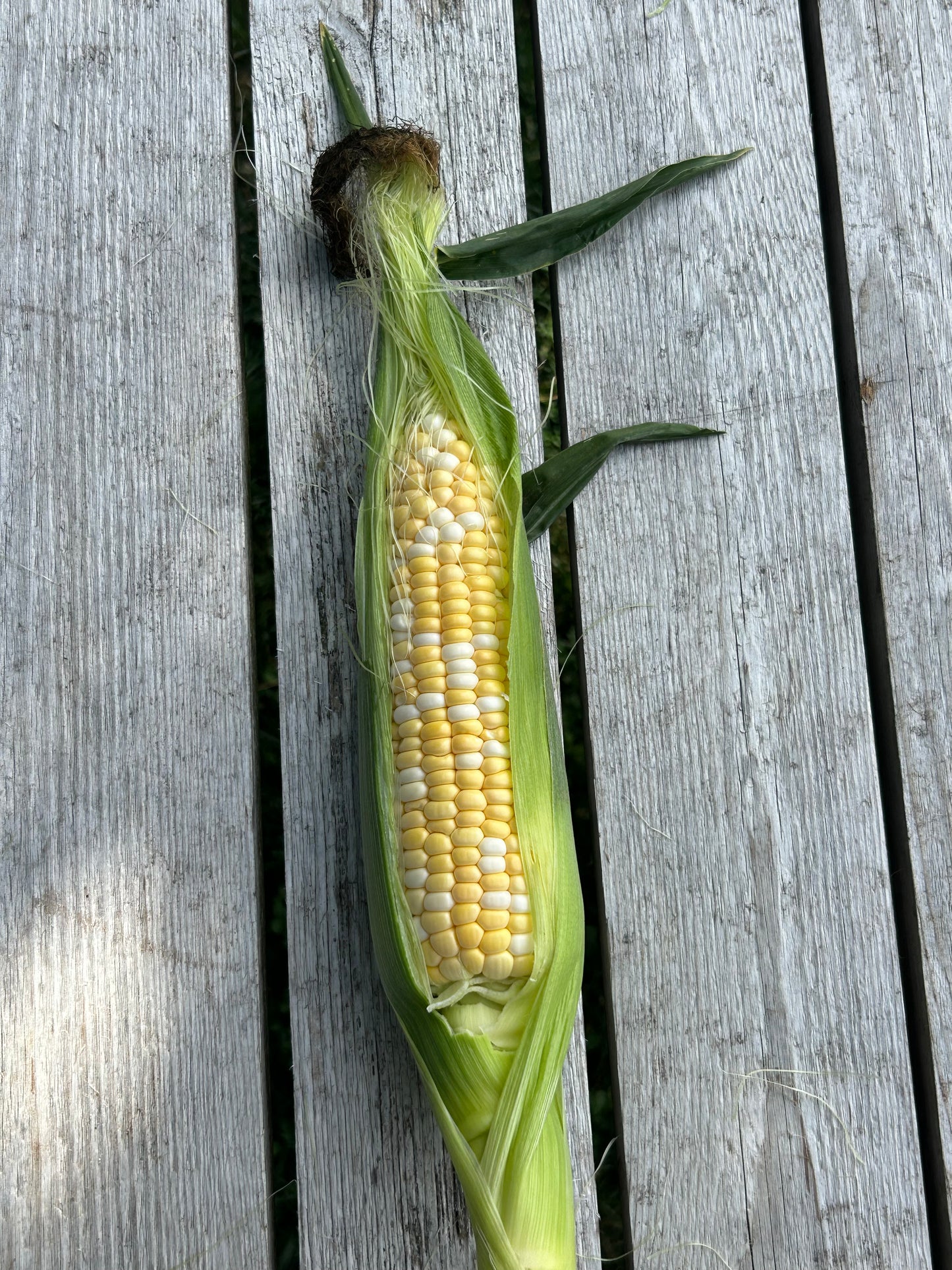 Organic Sweet Corn