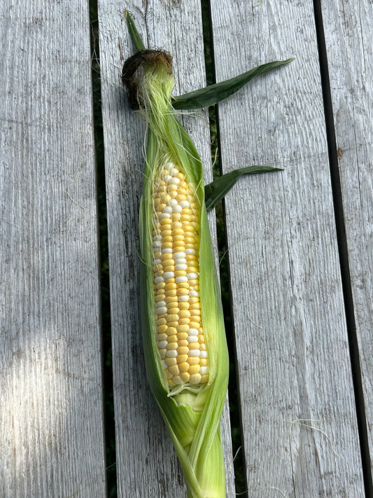 Organic Sweet Corn