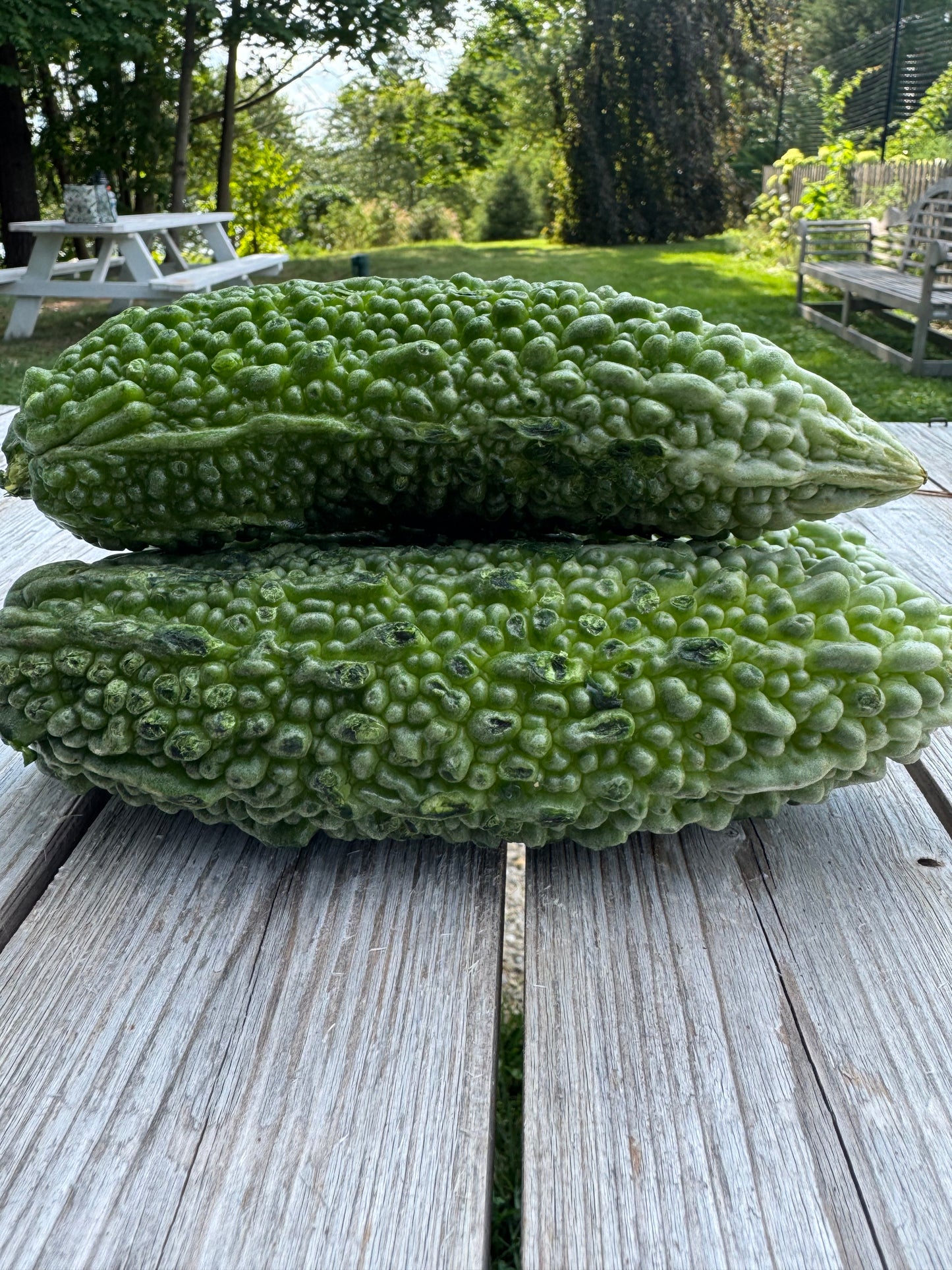 Bitter Melon (per pound)