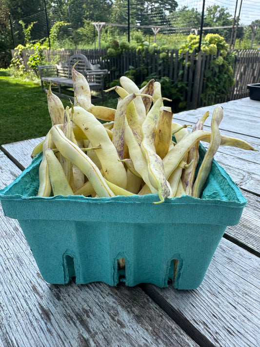 Dragon Tongue Beans (per pound)