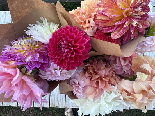 Dahlia Five Stem Bundles