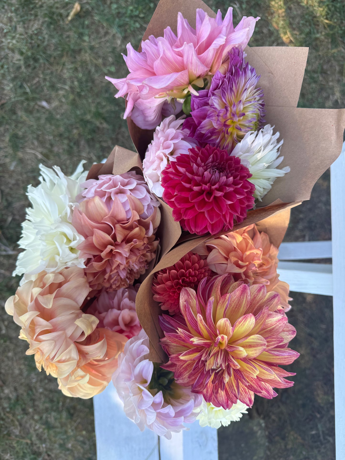 Dahlia Five Stem Bundles