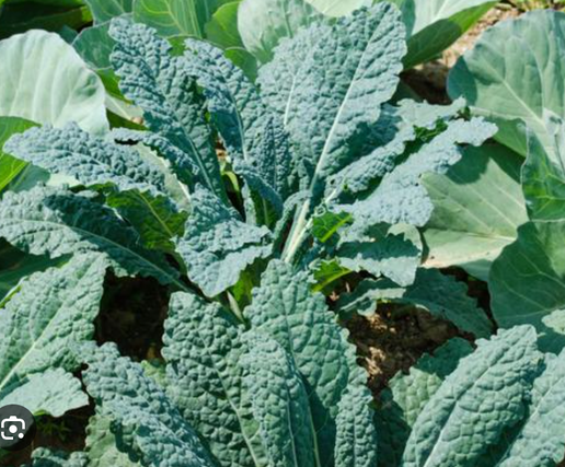 Kale (Lacinato)