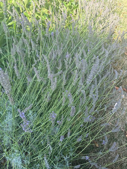 Lavender Flowers, bunch (6-8)