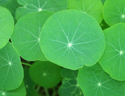 Nasturtium, leaves 50 count