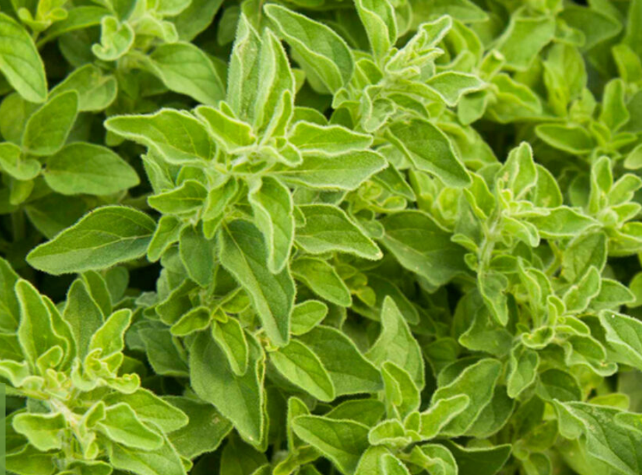 Oregano