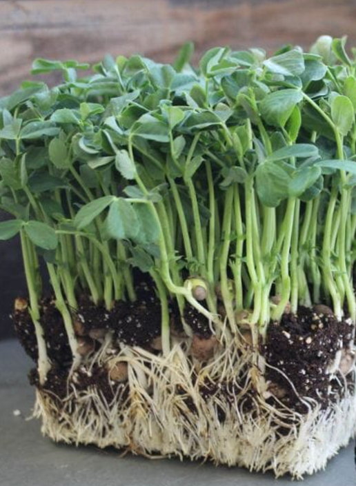 Pea Shoots - 0.25 Lb