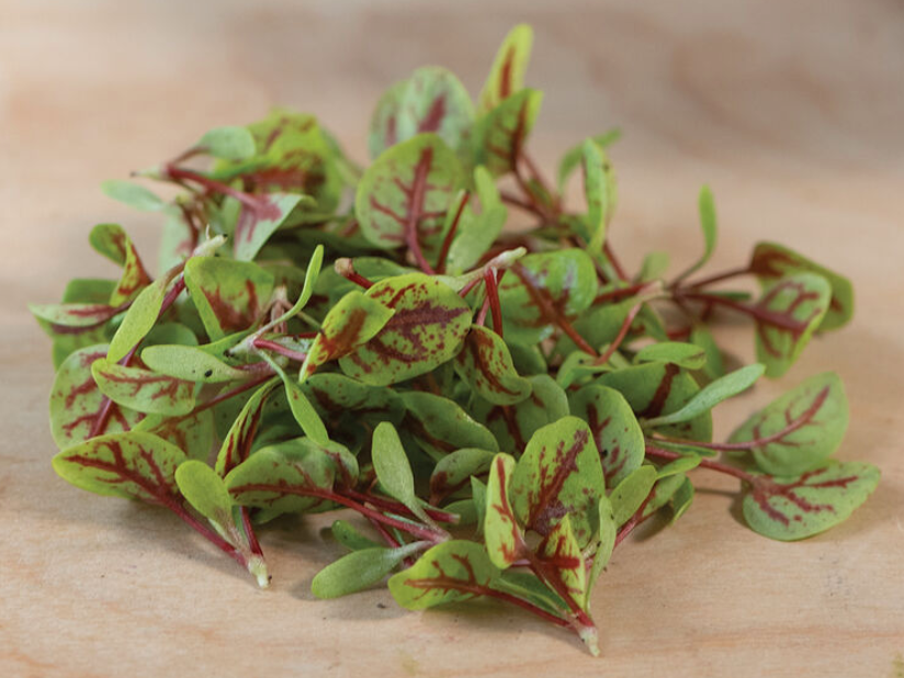 Red Veined Sorrel