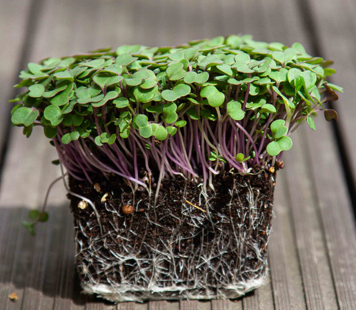 Red Russian Kale Microgreen - 1 Lb