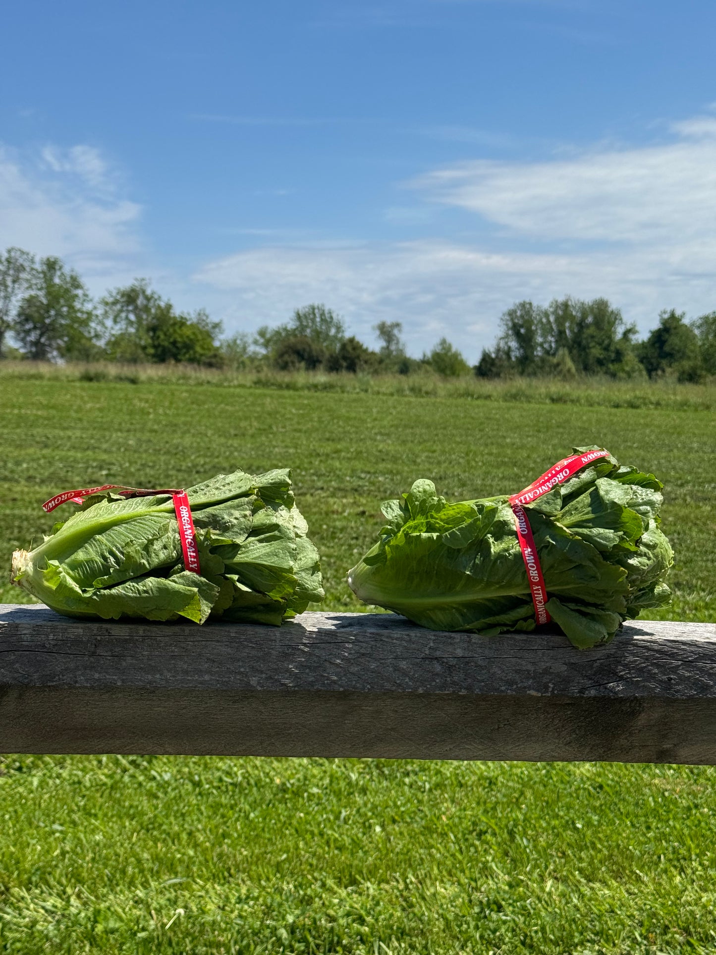 Romaine Heads
