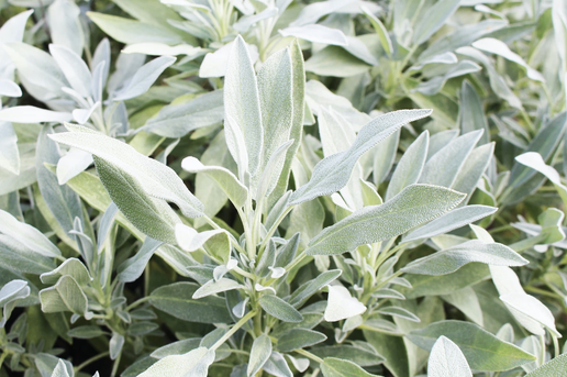 Sage 0.5 Lb