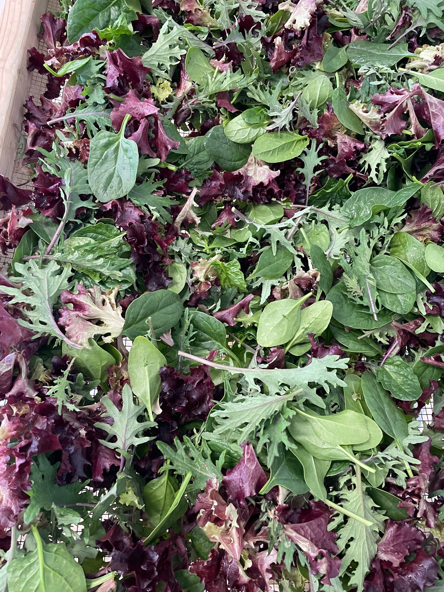 Salad Mix