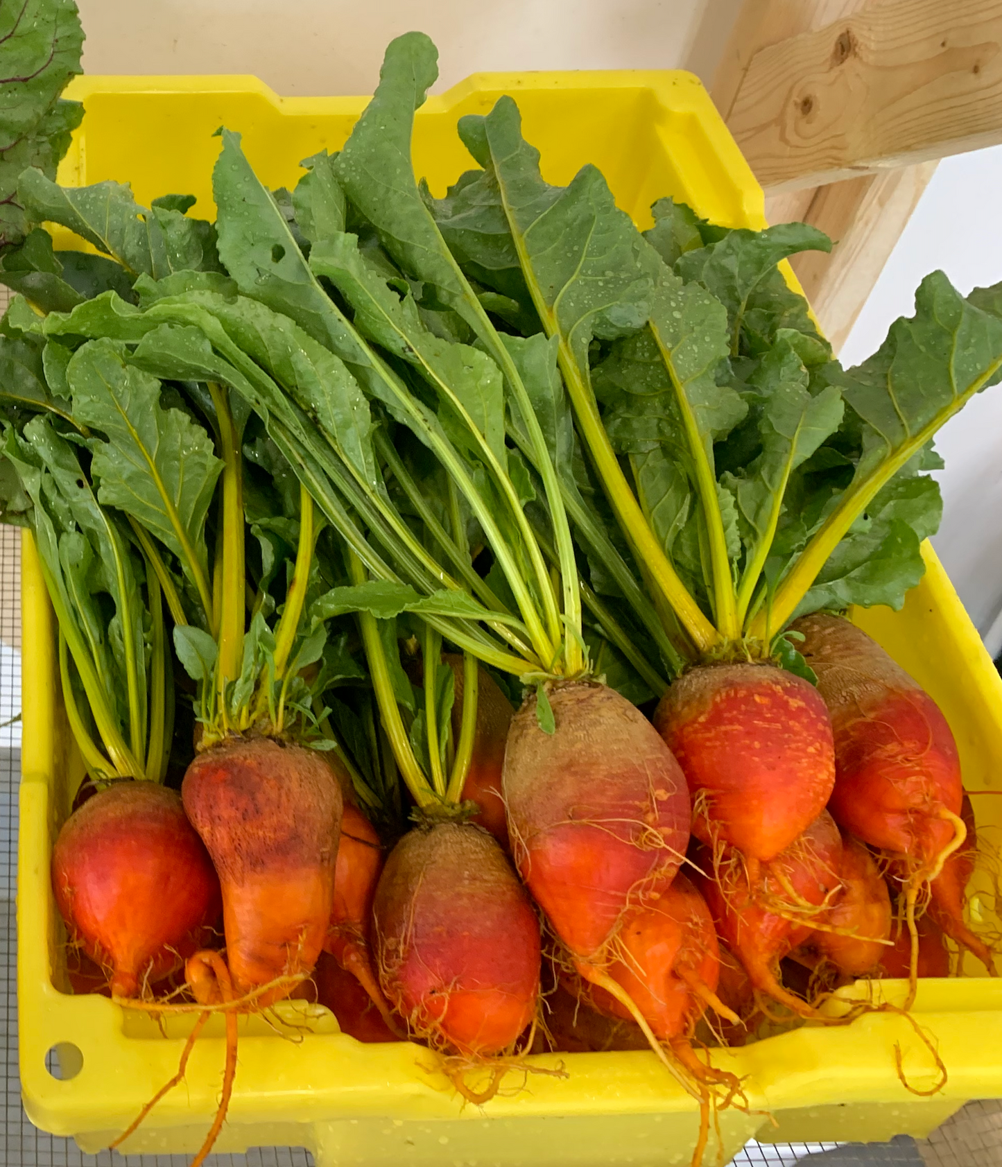 Golden Beets