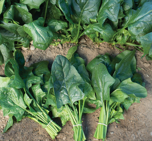 Spinach
