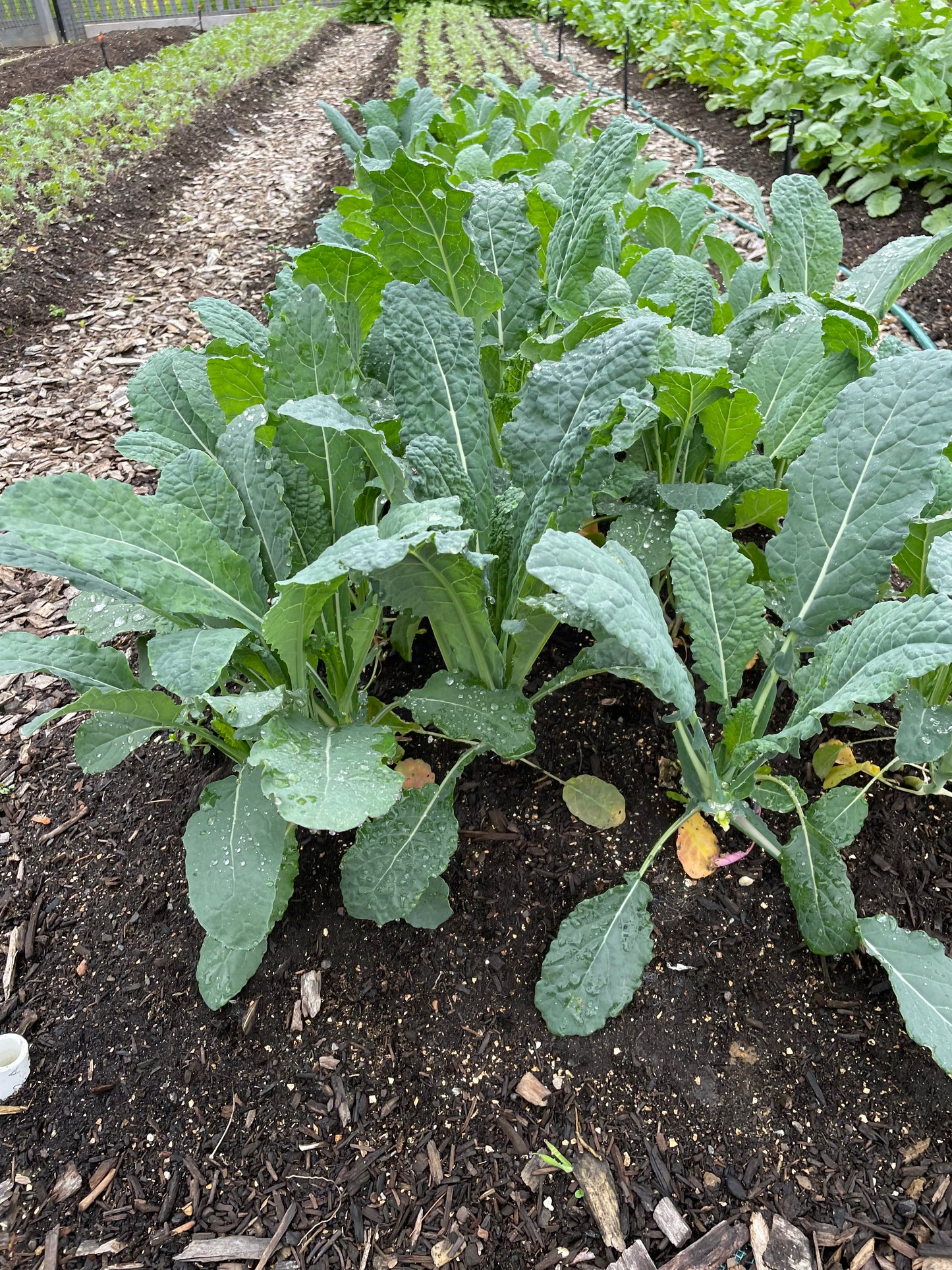 Kale (Lacinato) 0.5 Lb