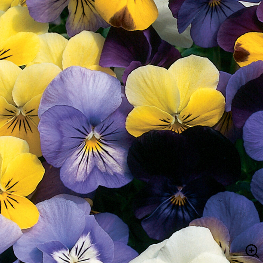 Viola Flowers
