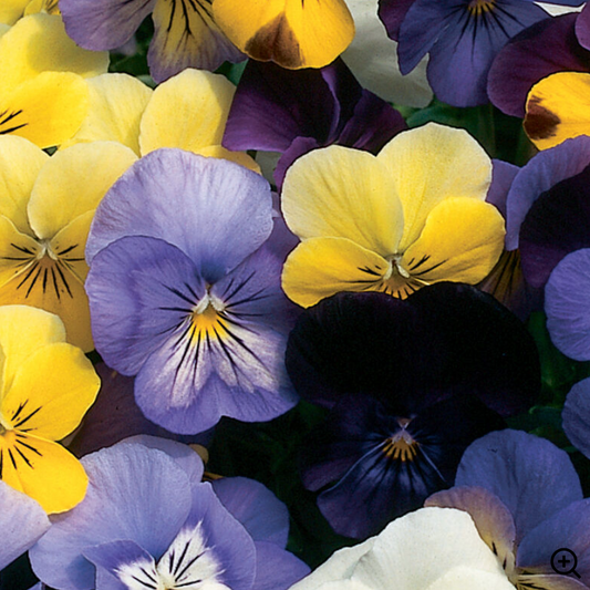 Viola Flowers